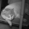 cat_62  右手、痺れてない?(^^;