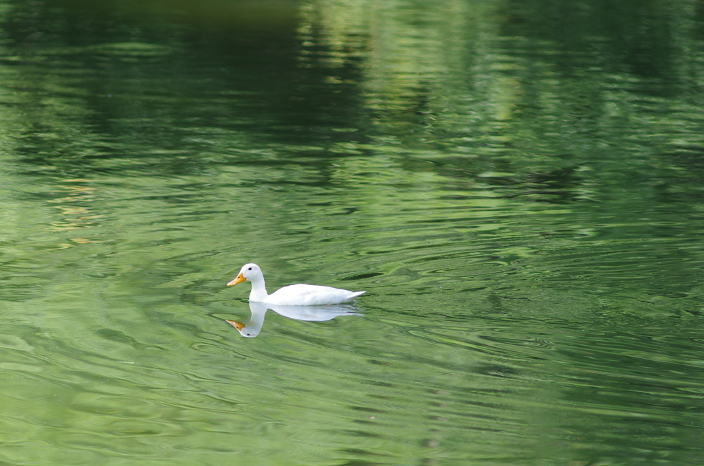 夏の池で_3　水鏡