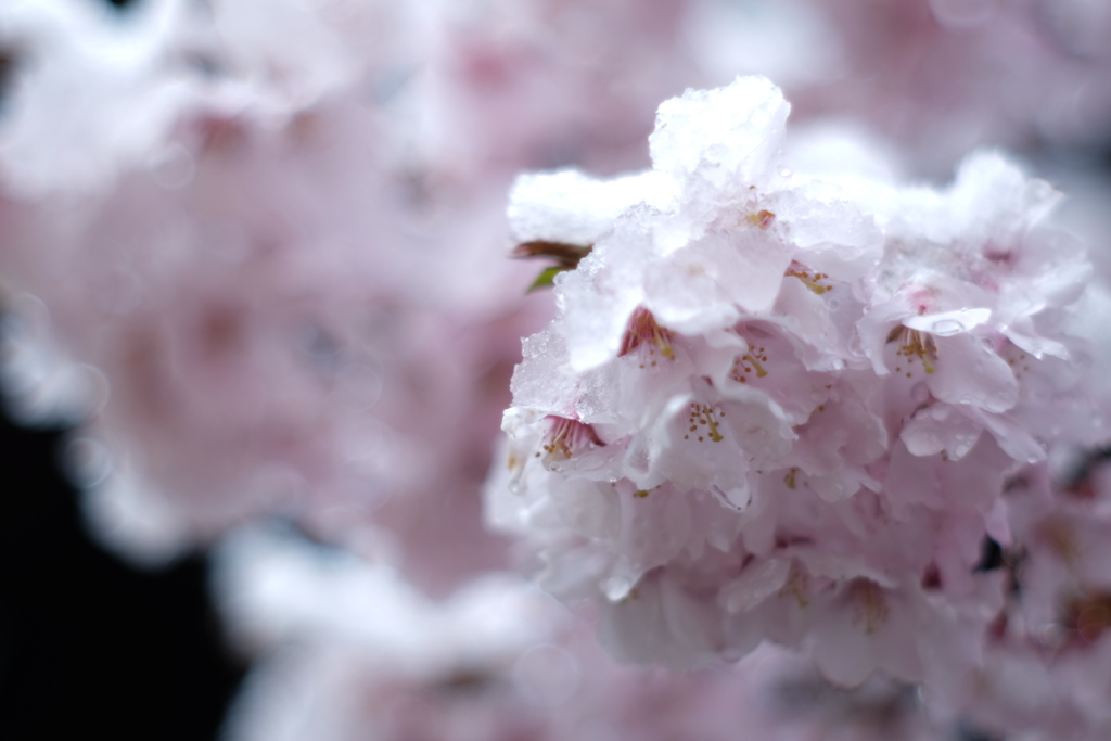 桜咲く_4