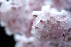 桜咲く_4