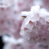 桜咲く_4
