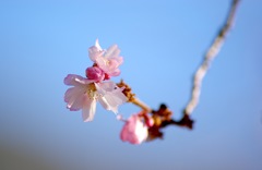 十月桜_1