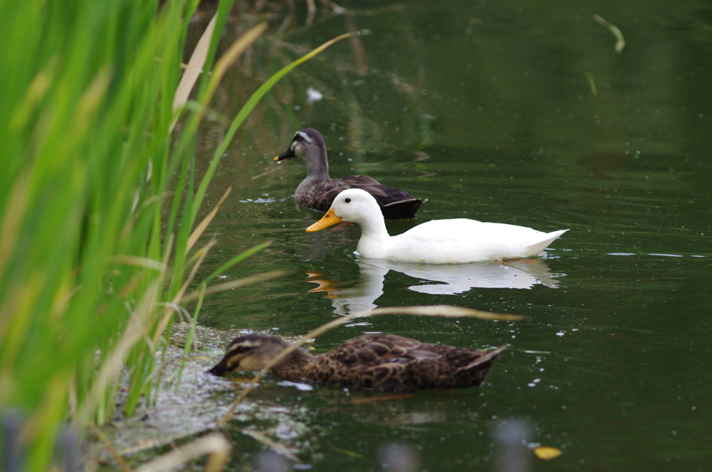 夏の池で_5