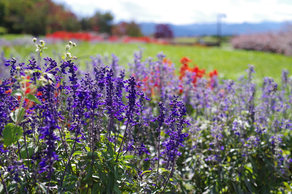 ブルーサルビア
