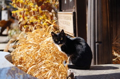 cat_201　ニャ?