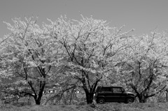 桜と愛車_2