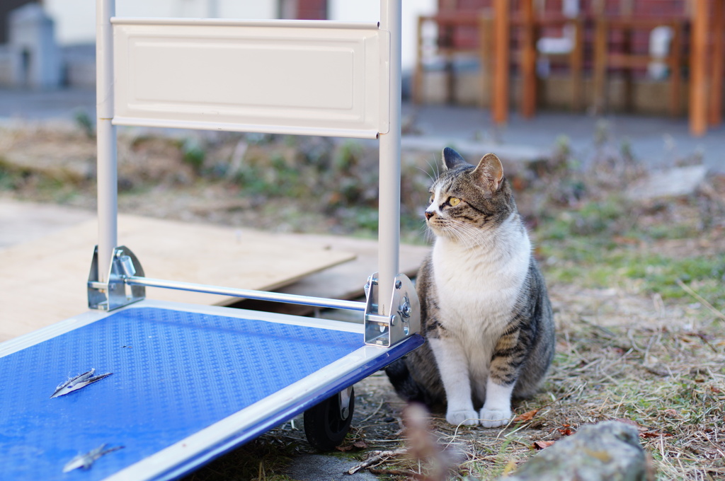 cat_520　台車の横で。