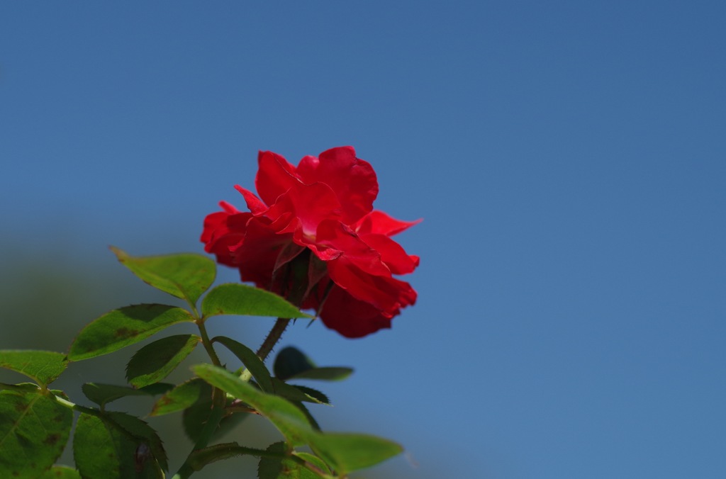 赤いバラ_3