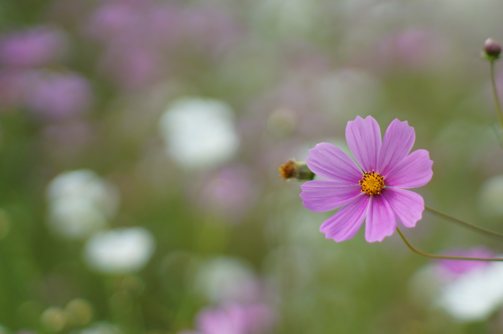 秋桜_8