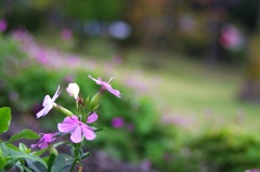 小さなピンクの花
