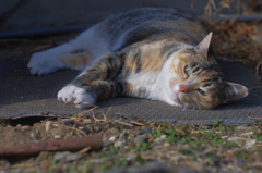 cat_173  まったり