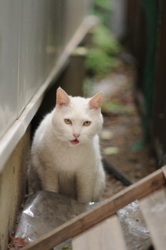 cat_296　ねぇねぇ
