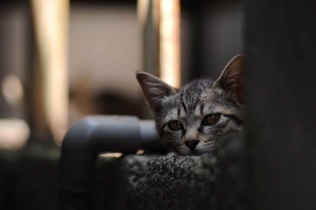 cat_326　じーっ