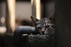 cat_326　じーっ