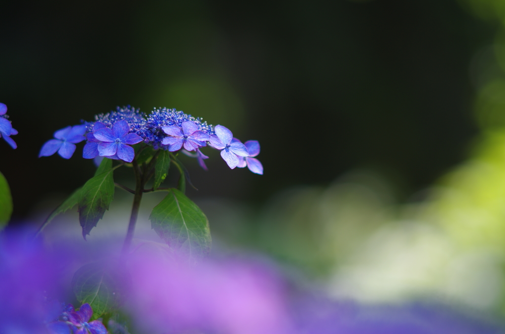 紫陽花_11