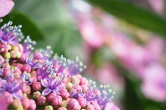 あじさいの花