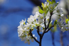 桜_12