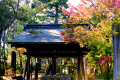 紅葉の神社2_フィルムにて