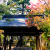 紅葉の神社2_フィルムにて