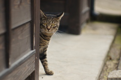 cat_397　にゃにしてるの?