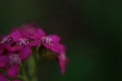 deep pink