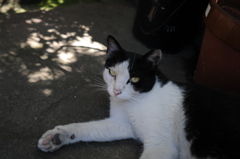 cat_353　もう終わり?