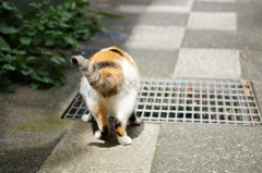cat_371　好奇心