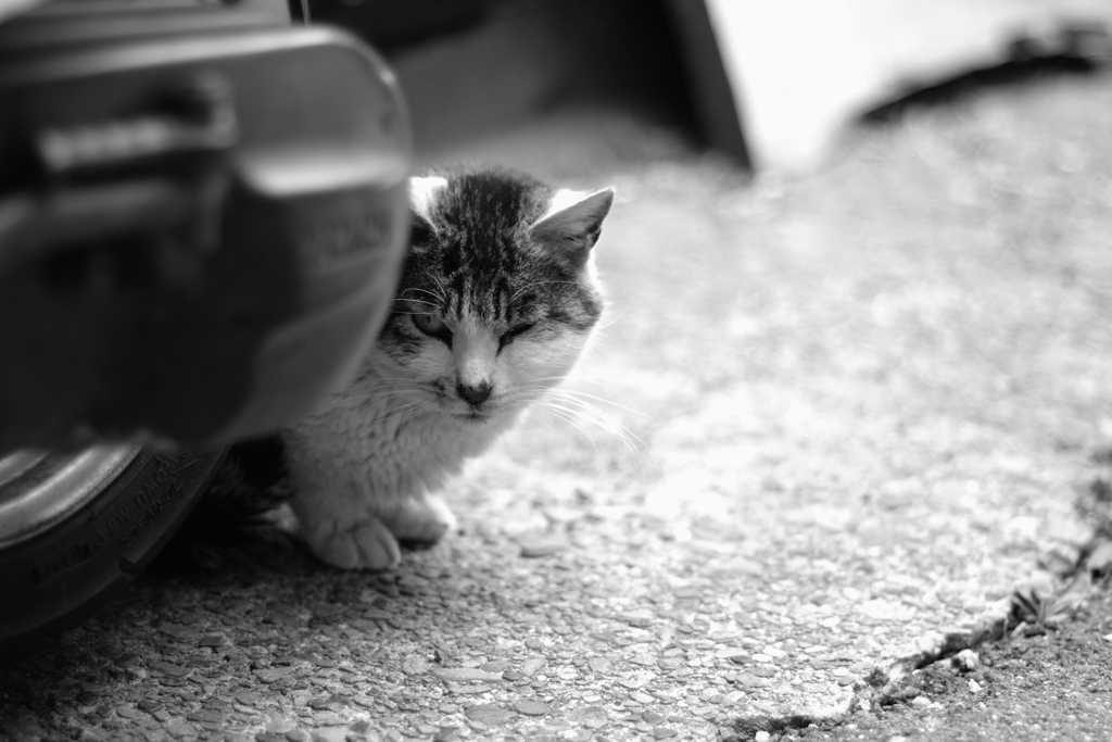 cat_244　気になるにゃ