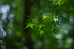 夏の楓