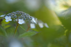 紫陽花_1