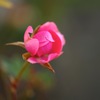 薔薇_3