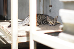 cat_72