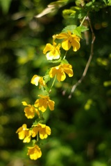 山吹