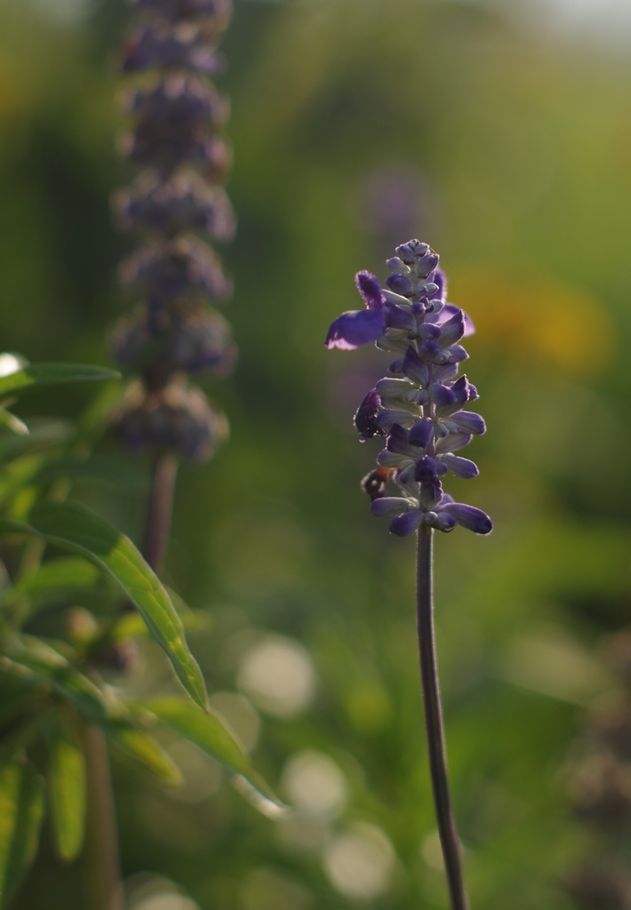P_Blue salvia_2