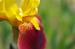 ジャーマンアイリス_DA35