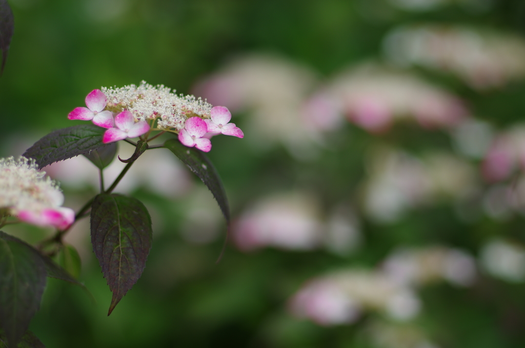 紫陽花_11