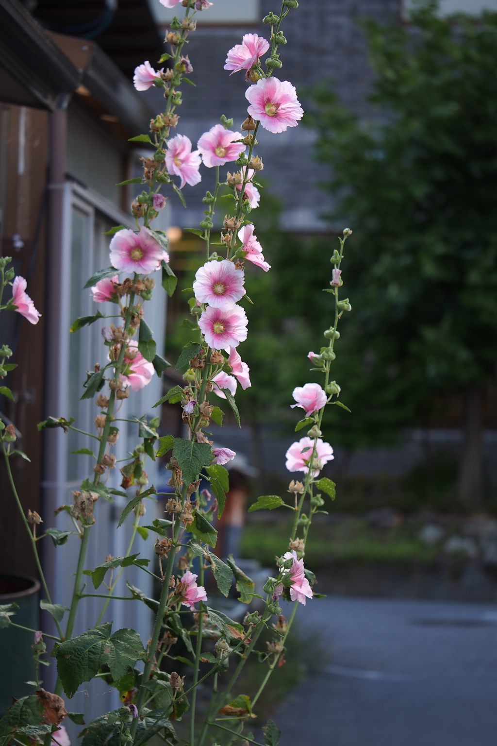 梅雨明けのタチアオイ
