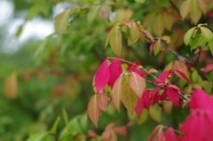 11_色づく葉