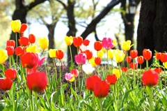 チューリップ