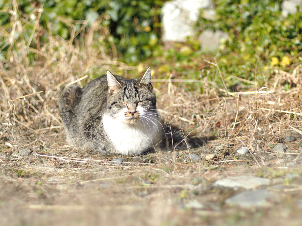 cat_480　陽当たりは最高にゃ