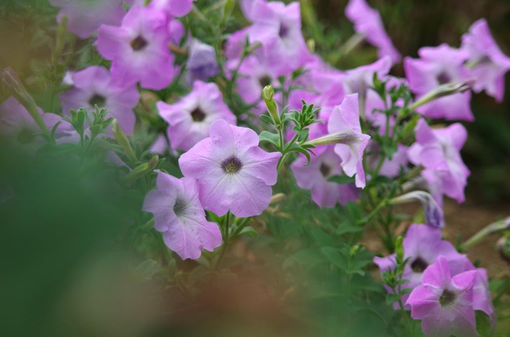 オールドレンズ試し撮り ペチュニア