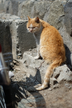 cat_243