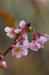 十月桜_3