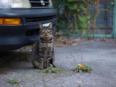 cat_433　視線の外し方