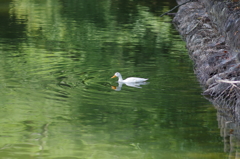 夏の池で