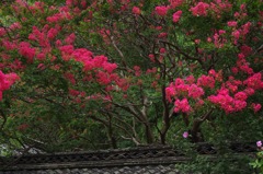 12_枇杷の湯の百日紅