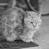 cat_521　今日は風が冷たいね…