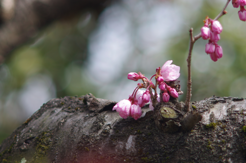 桜_1