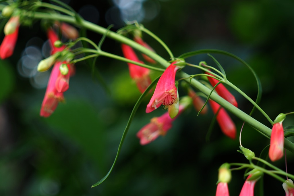 ペンステモン・ピニフォリウス