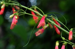 ペンステモン・ピニフォリウス